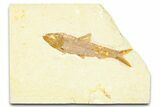 Detailed Fossil Fish (Knightia) - Wyoming #379310-1